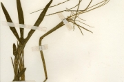 <strong>Poaceae - Axonopus - Axonopus compressus (Sw.) P.Beauv.</strong><br />© hnb