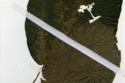 <strong>Urticaceae - Laportea - Laportea ovalifolia (Schum. & Thonn.) Chew</strong><br />© hnb