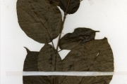 <strong>Verbenaceae - Clerodendrum - Clerodendrum umbellatum Poir.</strong><br />© hnb