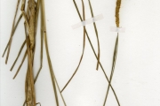 <strong>Poaceae - Setaria - Setaria sphacelata (Schumach.) Stapf & C.E.Hubb. ex M.B.Moss</strong><br />© hnb