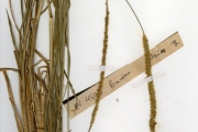 <strong>Poaceae - Setaria - Setaria sphacelata (Schumach.) Stapf & C.E.Hubb. ex M.B.Moss</strong><br />© hnb