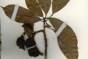 <strong>Sterculiaceae - Cola - Cola nitida (Vent.) Schott & Endl.</strong><br />© hnb