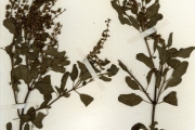 <strong>Lamiaceae - Ocimum - Ocimum viride Willd.</strong><br />© hnb