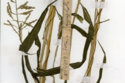 <strong>Poaceae - Setaria - Setaria barbata (Lam.) Kunth</strong><br />© hnb
