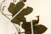 <strong>Cucurbitaceae - Luffa - Luffa cylindrica (L.) M.Roem.</strong><br />© hnb