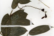 <strong>Marantaceae - Trachyphrynium - Trachyphrynium braunianum (K.Schum.) Baker</strong><br />© hnb