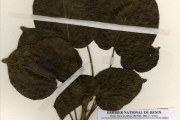 <strong>Euphorbiaceae - Hura - Hura crepitans L.</strong><br />© hnb