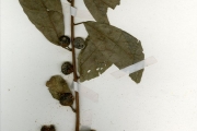 <strong>Moraceae - Ficus - Ficus asperifolia Miq.</strong><br />© hnb