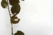 <strong>Sterculiaceae - Byttneria - Byttneria dahomensis N.Hallé</strong><br />© hnb