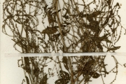 <strong>Lamiaceae - Englerastrum - Englerastrum gracillimum Th.C.E.Fries</strong><br />© hnb