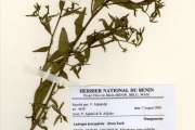 <strong>Onagraceae - Ludwigia - Ludwigia hyssopifolia (Don) Exell</strong><br />© hnb