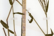 <strong>Poaceae - Alloteropsis - Alloteropsis paniculata (Benth.) Stapf</strong><br />© hnb