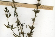 <strong>Scrophulariaceae - Striga - Striga hermonthica (Delile) Benth.</strong><br />© hnb