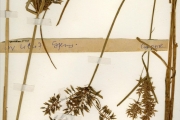 <strong>Cyperaceae - Cyperus - Cyperus macrostachyos Lam.</strong><br />© hnb