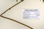 <strong>Malvaceae - Malachra - Malachra radiata (L.) L.</strong><br />© hnb