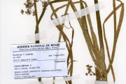<strong>Cyperaceae - Cyperus - Cyperus difformis L.</strong><br />© hnb