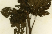 <strong>Malvaceae - Abelmoschus - Abelmoschus esculentus (L.) Moench</strong><br />© hnb