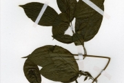 <strong>Verbenaceae - Clerodendrum - Clerodendrum volubile P.Beauv.</strong><br />© hnb