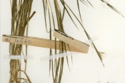 <strong>Poaceae - Bothriochloa - Bothriochloa bladhii (Retz.) S.T.Blake</strong><br />© hnb