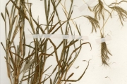 <strong>Poaceae - Bothriochloa - Bothriochloa bladhii (Retz.) S.T.Blake</strong><br />© hnb