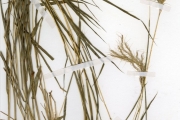 <strong>Poaceae - Bothriochloa - Bothriochloa bladhii (Retz.) S.T.Blake</strong><br />© hnb