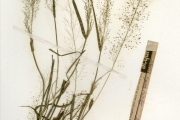 <strong>Poaceae - Sporobolus - Sporobolus festivus Hochst. ex A.Rich.</strong><br />© hnb
