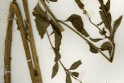 <strong>Sphenocleaceae - Sphenoclea - Sphenoclea zeylanica Gaertn.</strong><br />© hnb