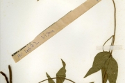 <strong>Leguminosae-Papilionoideae - Vigna - Vigna luteola (Jacq.) Benth.</strong><br />© hnb