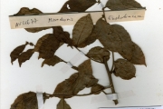 <strong>Pandaceae - Microdesmis - Microdesmis keayana J.Léonard</strong><br />© hnb
