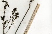 <strong>Scrophulariaceae - Alectra - Alectra sessiliflora (Vahl) Kuntze</strong><br />© hnb