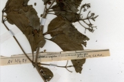 <strong>Rubiaceae - Rutidea - Rutidea membranacea Hiern</strong><br />© hnb