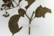 <strong>Rubiaceae - Rutidea - Rutidea membranacea Hiern</strong><br />© hnb