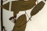 <strong>Annonaceae - Neostenanthera - Neostenanthera myristicifolia (Oliv.) Exell</strong><br />© hnb