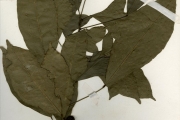 <strong>Menispermaceae - Sphenocentrum - Sphenocentrum jollyanum Pierre</strong><br />© hnb