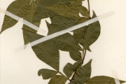<strong>Leguminosae-Caesalpinioideae - Hymenostegia - Hymenostegia afzelii (Oliv.) Harms</strong><br />© hnb
