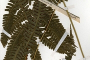 <strong>Pteridaceae - Pteris - Pteris atrovirens Willd.</strong><br />© hnb