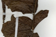<strong>Apocynaceae - Strophanthus - Strophanthus hispidus DC.</strong><br />© hnb