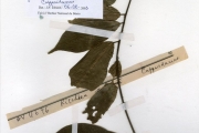 <strong>Capparidaceae - Maerua - Maerua duchesnei (De Wild.) F.White</strong><br />© hnb