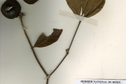 <strong>Rubiaceae - Rothmannia - Rothmannia longiflora Salisb.</strong><br />© hnb