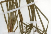 <strong>Cyperaceae - Cyperus - Cyperus buchholzii Boeckeler</strong><br />© hnb