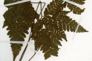 <strong>Dryopteridaceae - Triplophyllum - Triplophyllum protensum (Afzel. ex Sw.) Holttum</strong><br />© hnb