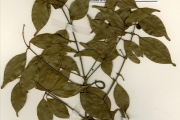 <strong>Loganiaceae - Strychnos - Strychnos usambarensis Gilg</strong><br />© hnb