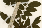 <strong>Leguminosae-Papilionoideae - Millettia - Millettia thonningii Back.</strong><br />© hnb