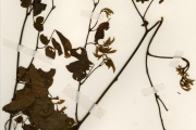 <strong>Leguminosae-Papilionoideae - Millettia - Millettia thonningii Back.</strong><br />© hnb