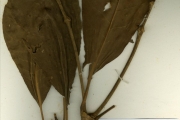 <strong>Gentianaceae - Anthocleista - Anthocleista djalonensis A.Chev.</strong><br />© hnb