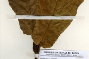 <strong>Moraceae - Ficus - Ficus lyrata Warb.</strong><br />© hnb
