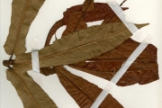 <strong>Moraceae - Ficus - Ficus sagittifolia Warb. ex Mildbr. & Burret</strong><br />© hnb