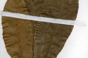 <strong>Moraceae - Ficus - Ficus sagittifolia Warb. ex Mildbr. & Burret</strong><br />© hnb