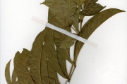<strong>Sapindaceae - Blighia - Blighia unijugata Baker</strong><br />© hnb