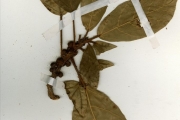 <strong>Moraceae - Ficus - Ficus lutea Vahl</strong><br />© hnb